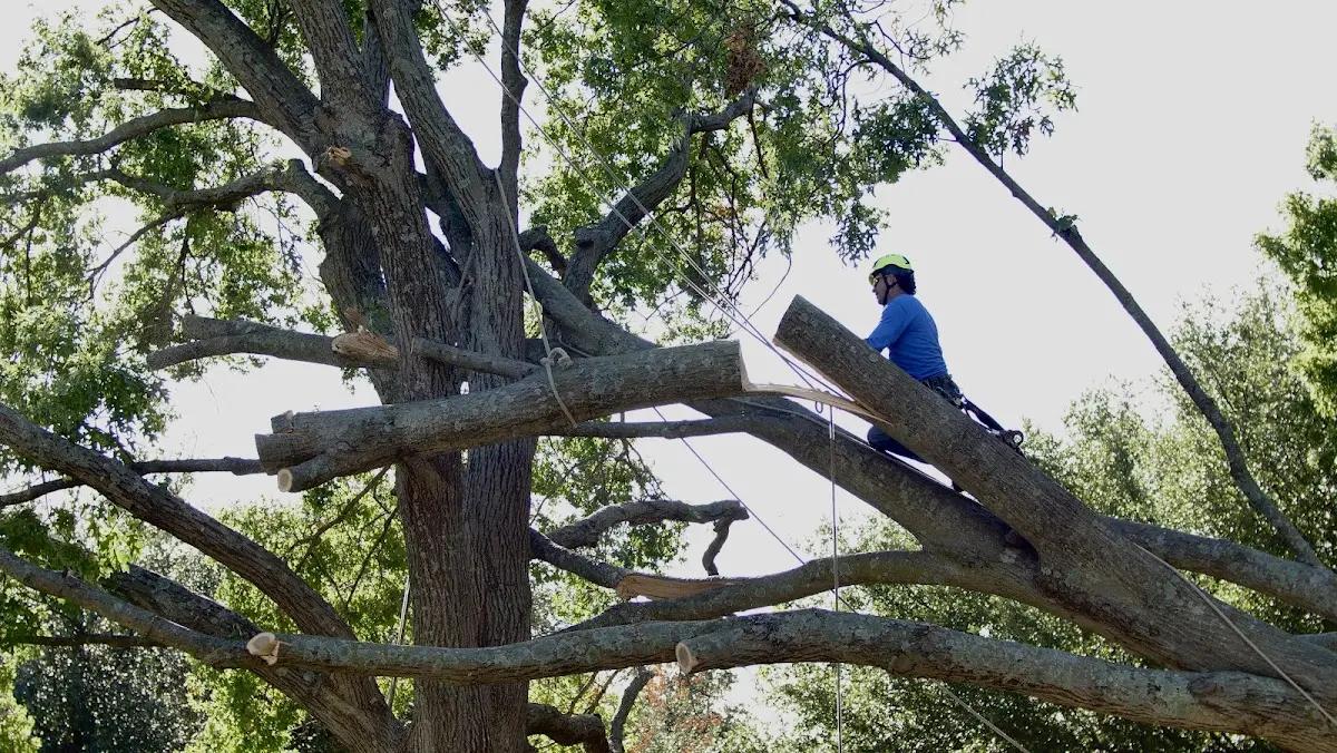 Professional Hazardous Tree Removal performed by certified arborists in De Witt